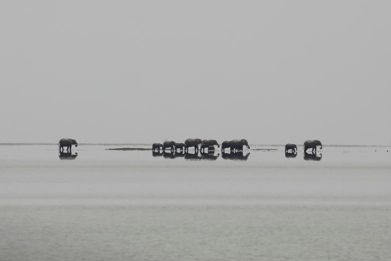 Elephants are seen as they cross lake Kioko in the Amboseli National Park, Kenya. REUTERS/Baz Ratner 